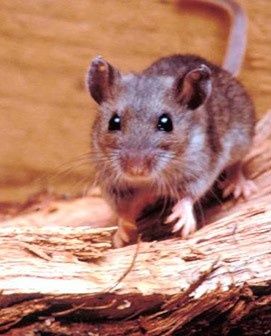 dezinfeksiya xidsiz klapa tarakan pasha