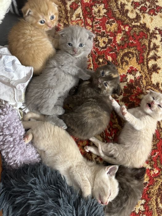 Продаются замечательные котята