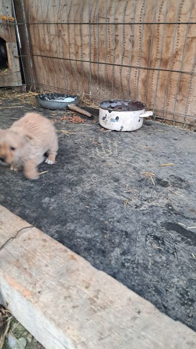 Se donează catelusa.