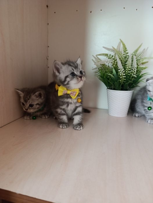 Серебристая шиншилла.Скоттиш страйт и Фолд