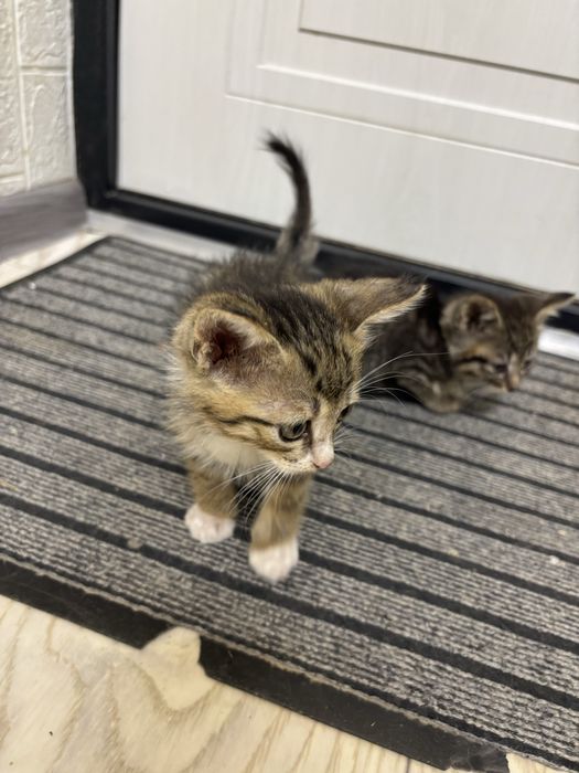 Отдам котят в добрые руки
