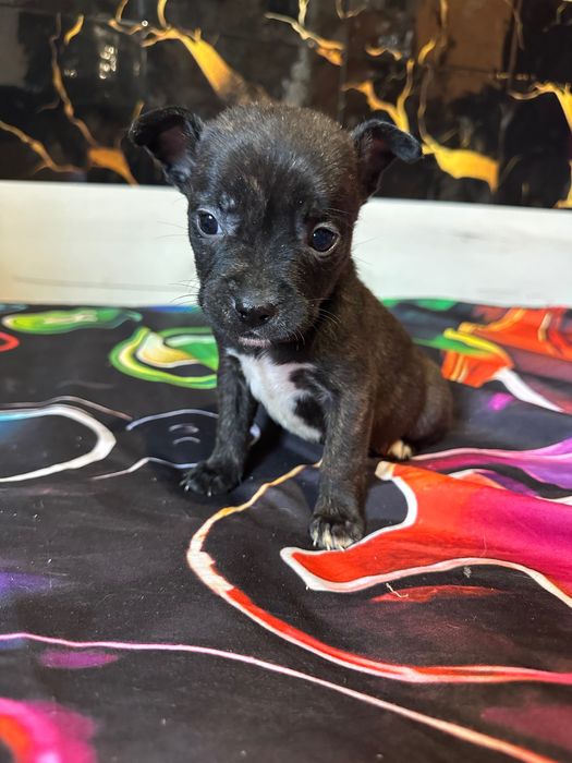 Подарявам кученца