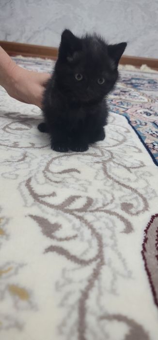 Scotish strayt sotiladi