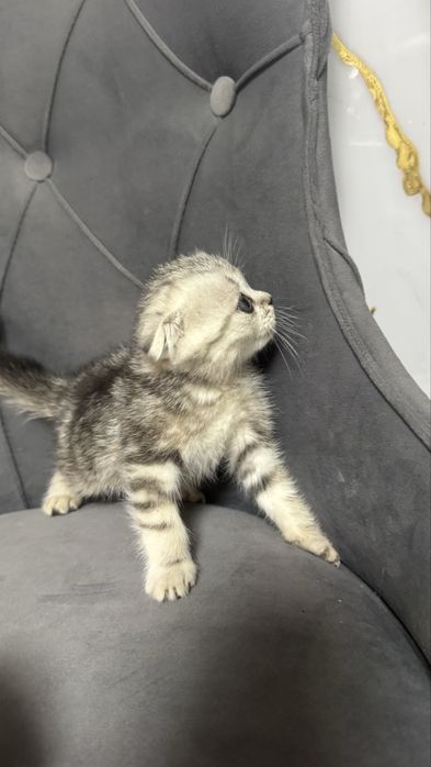 Котята шотландские скоттиш фолд