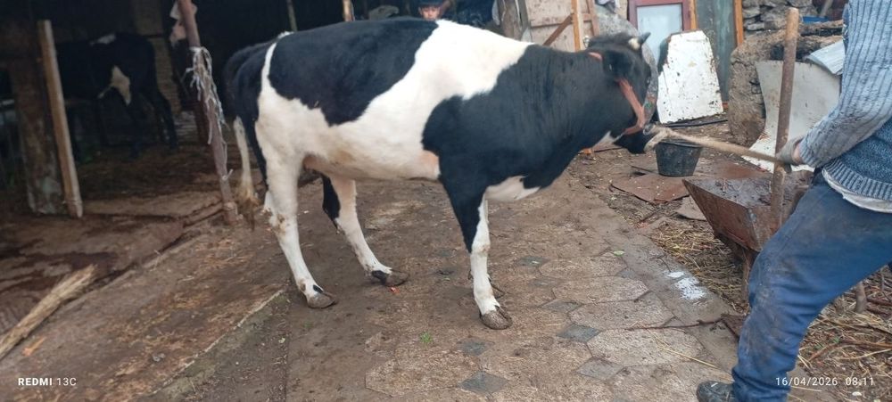 Gʻunajin  honanda boqilgan