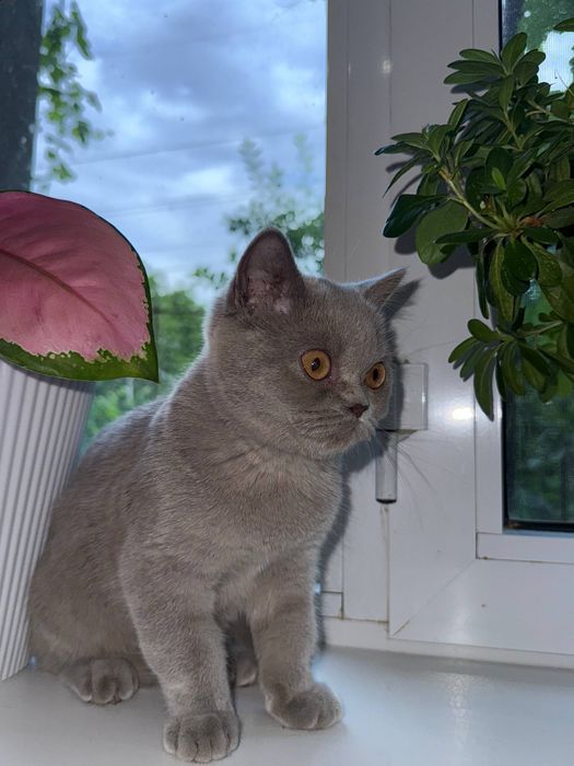 Кошка скоттиш страйт