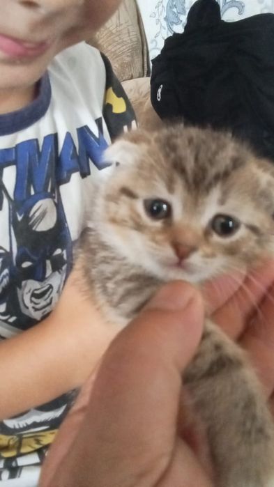 Отдам в хорошие руки