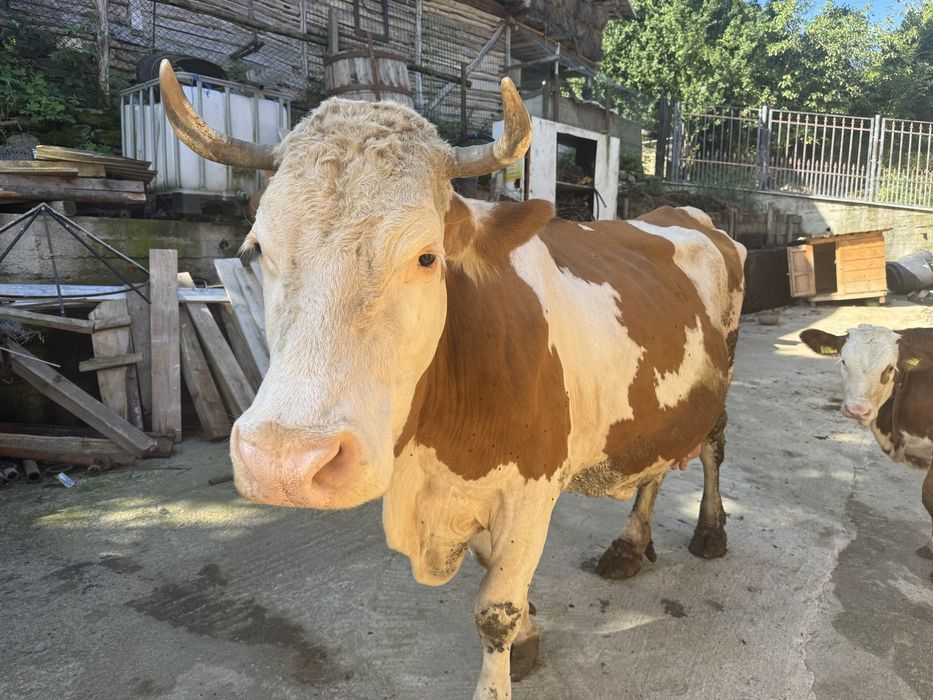 Vand vaca baltata
