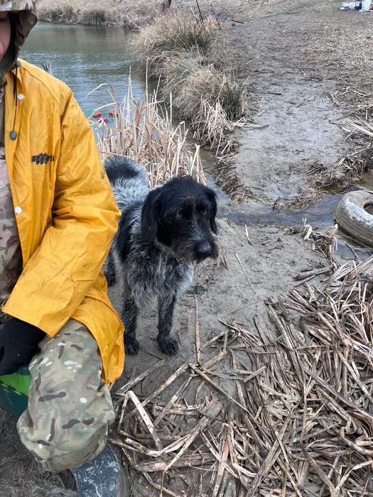 Дратхаар 10 месяцев