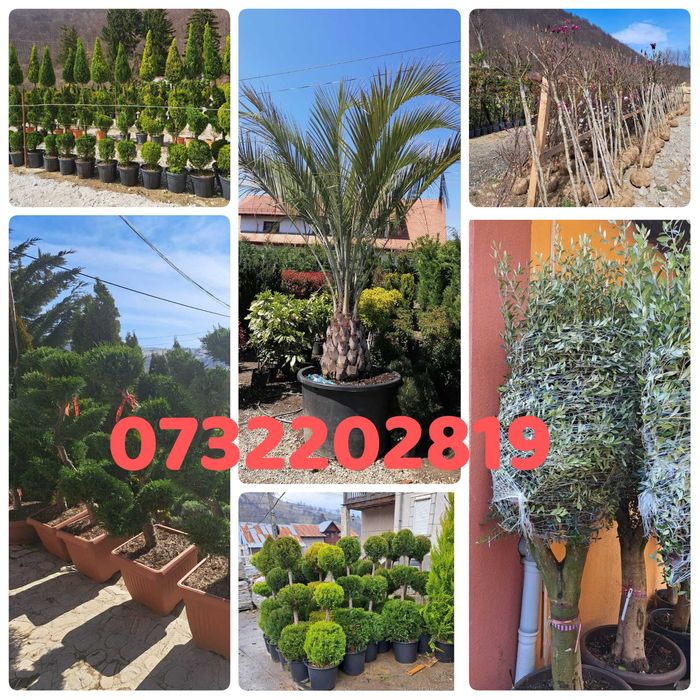 Buxus, pin, leylandi, spirală, pon pon, mesteacăn, tei
