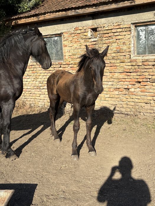 De vanzare manz friz