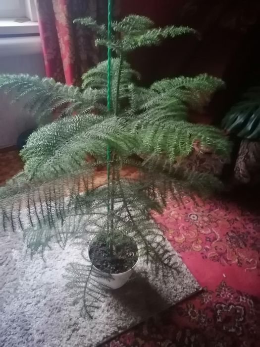 Елочка комнатная.