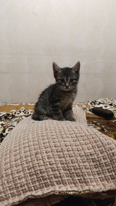 Отдам котят бесплатно