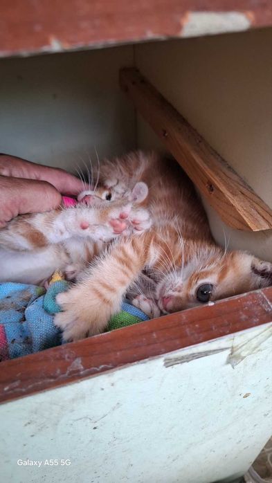 Подарявам котета