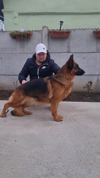 Femela ciobanesc german