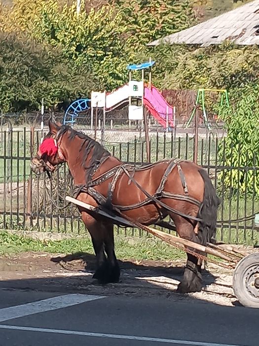 Se vinde iapa semi grea romaneasca