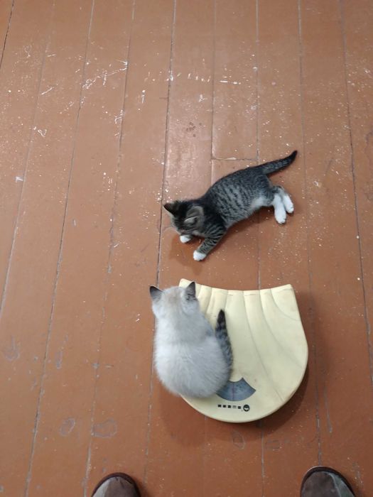 Отдам в добрые и заботливые руки замечательную кошечку! по имени Гав