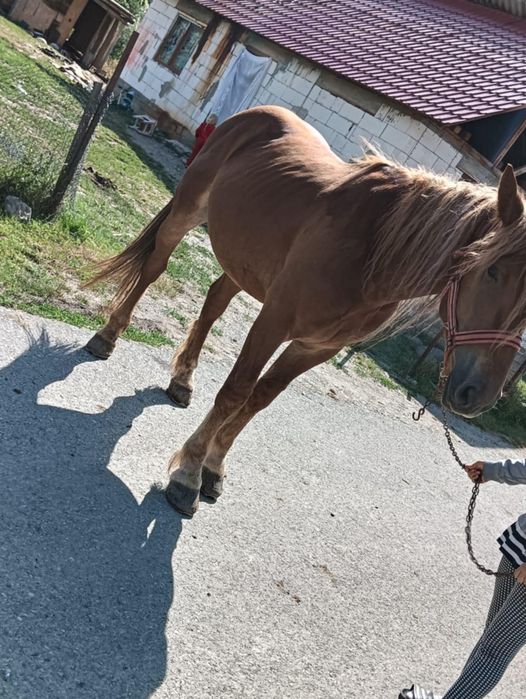 De vânzare mânz de 2 Ani învățat la cariță detalii la tel 0750616882