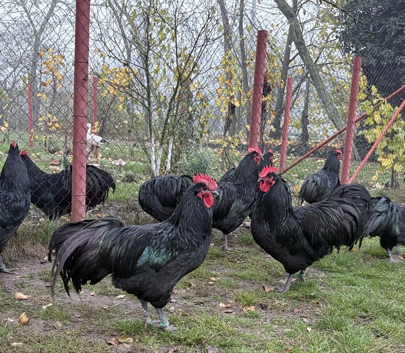 Cocosi australorp negru