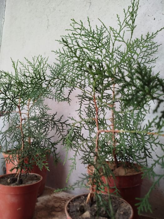 Комнатные растения для дома и офиса - Можжевельник. Доставка.