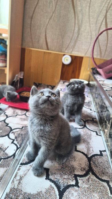 Котята кошка кошечка Mushuk