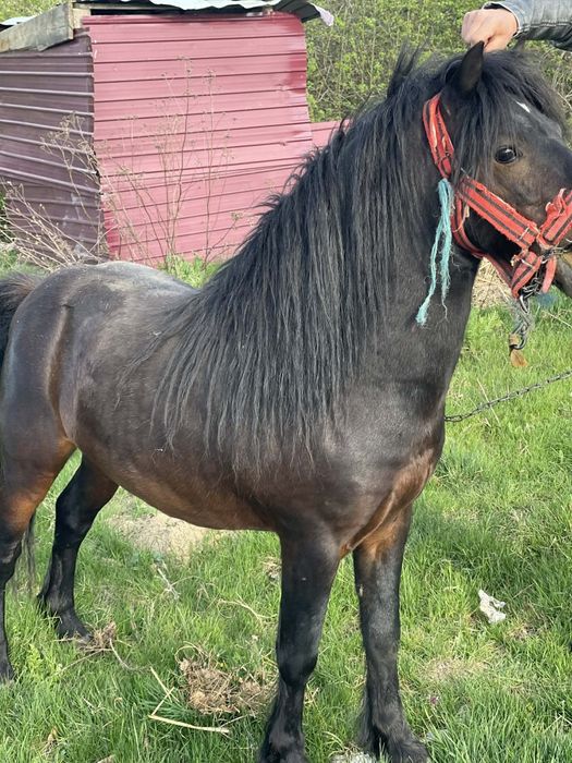 Vînd sau schimb armasar de monta