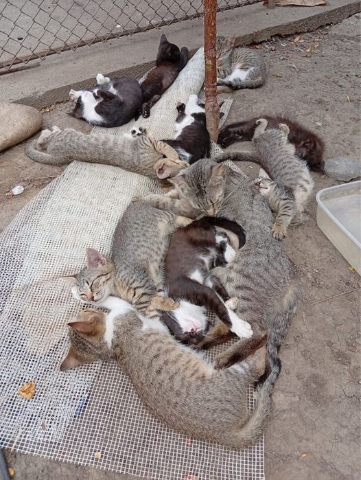 Pisici Spre Adopție