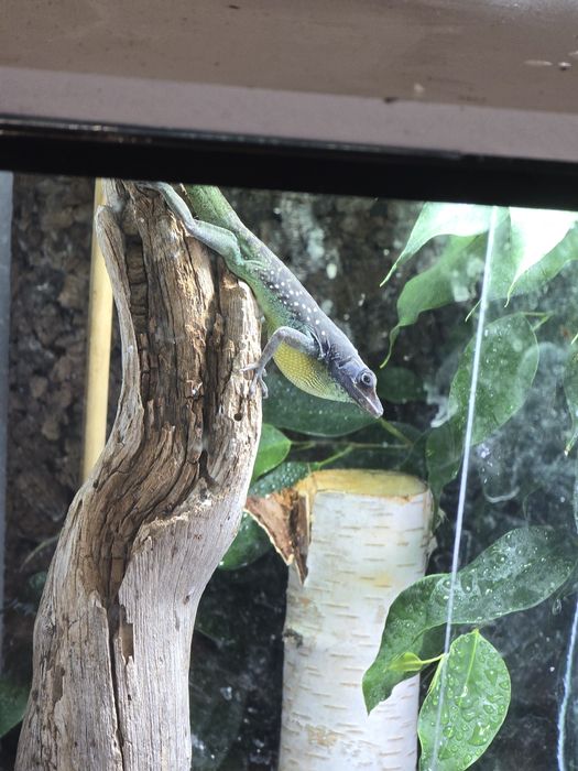 Anolis roquet macouba