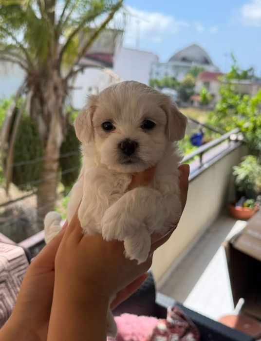 Bichon maltez mini