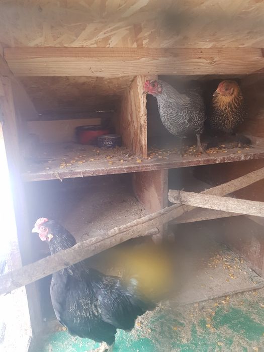 Vând cocoșei pitici