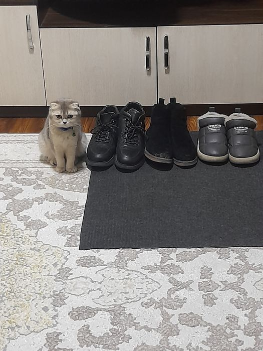 Mushuk sotiladi shinshila