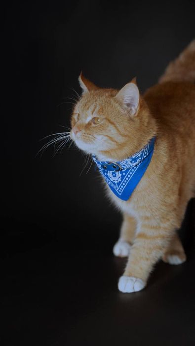 Кошки в добрые руки