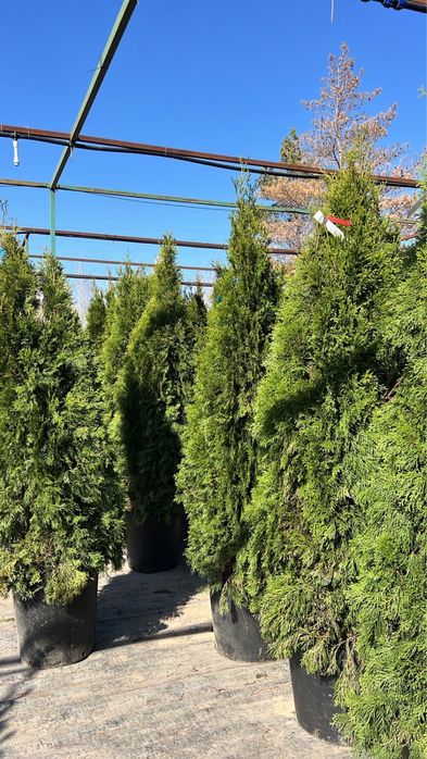 туя Смарагд туя елки