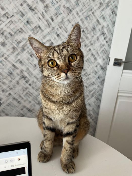 Кошка 2,5 года Караганда