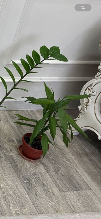 Продам комнатный цветы бамбук