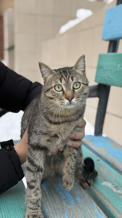 Кот в поисках дома