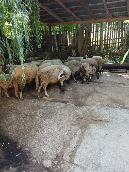 Animale domestice,oi de rasă