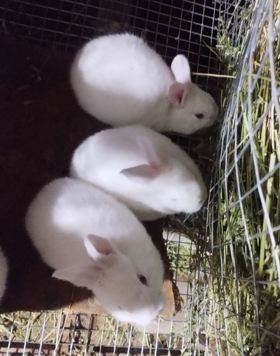 Quyonlar sotiladi...