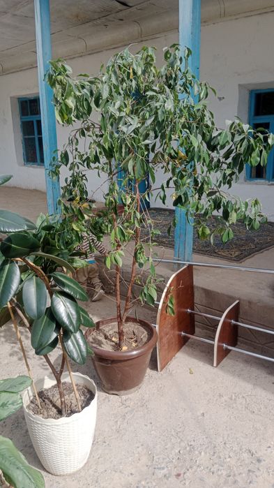 Цветы әдемі гүлдер