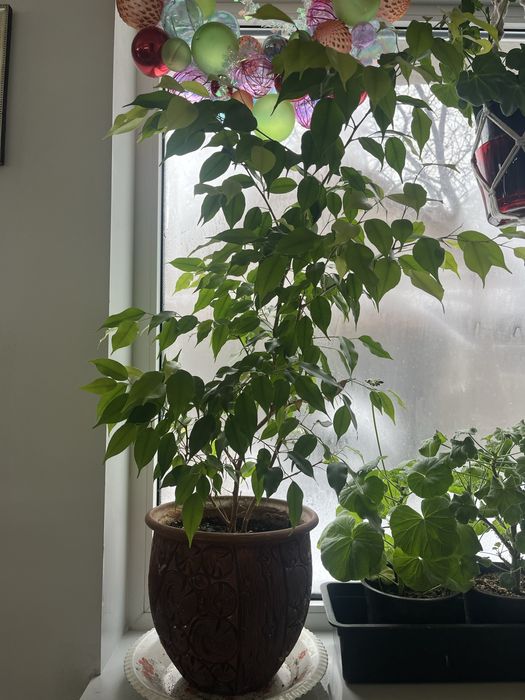 Фикус бэнджамина