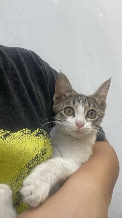 Отдам бесплатно котенка