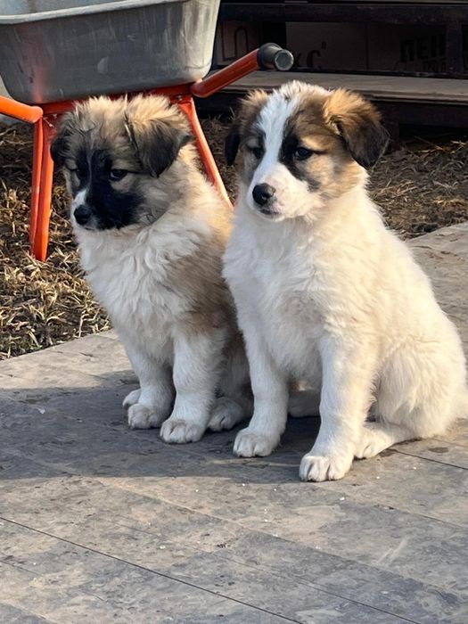Помогите пожалуйста дом найти