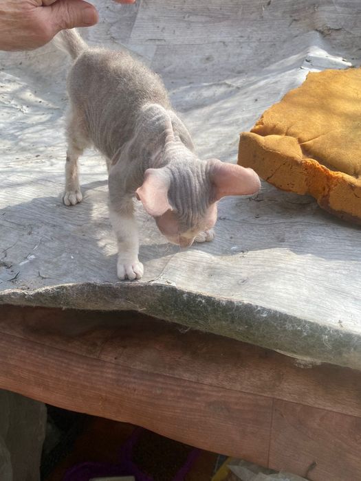 Кошечка ищет дом