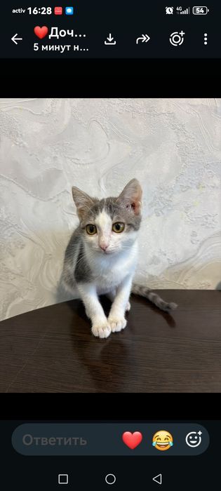 Отдам котенка ( девочка)