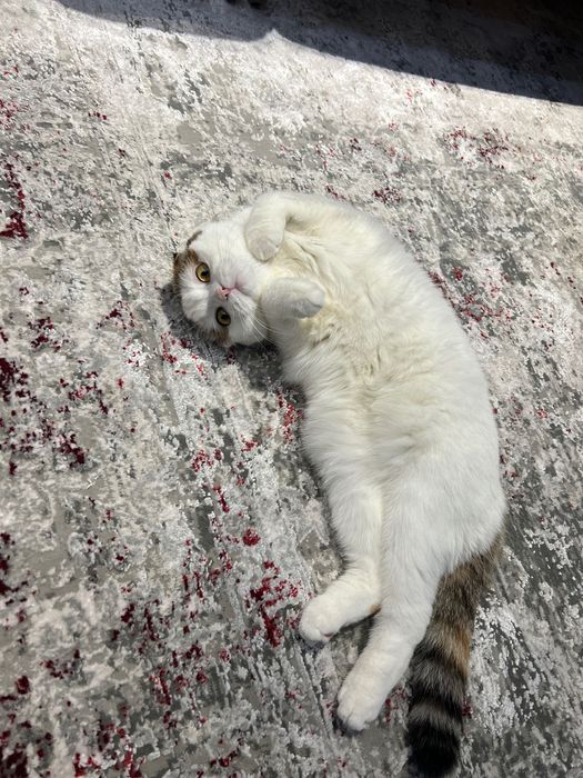 кошка шотландская вислоухая