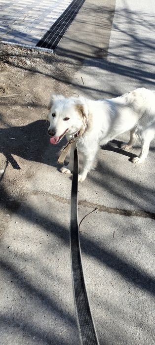 Потерялась Собака В Районе Каскелена