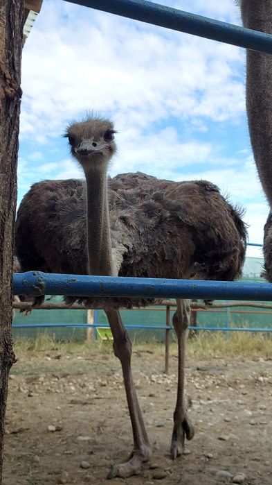 Ouă de struț pentru consum