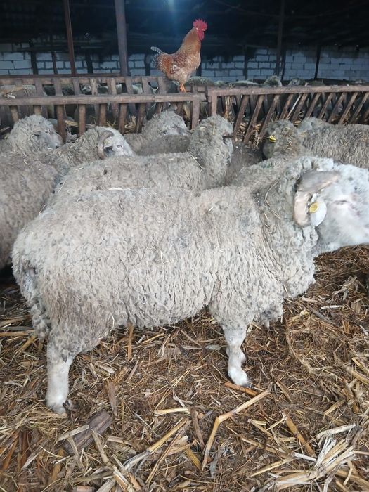 Oi reforma, 500 negociabil