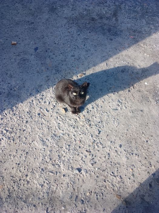 Кошка возраст один год.