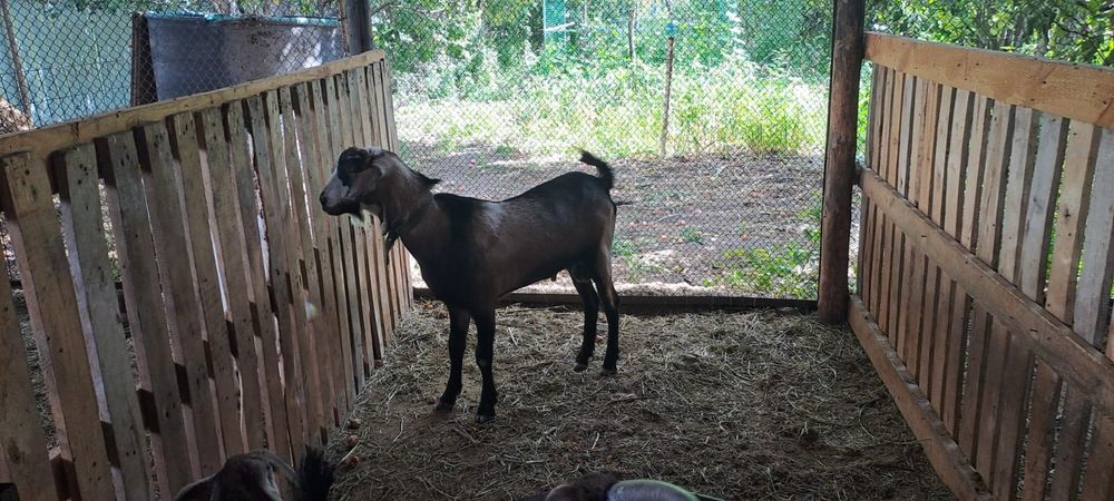 Продам козла на племя